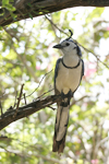 White-throated Magpie-Jay    Calocitta formosa